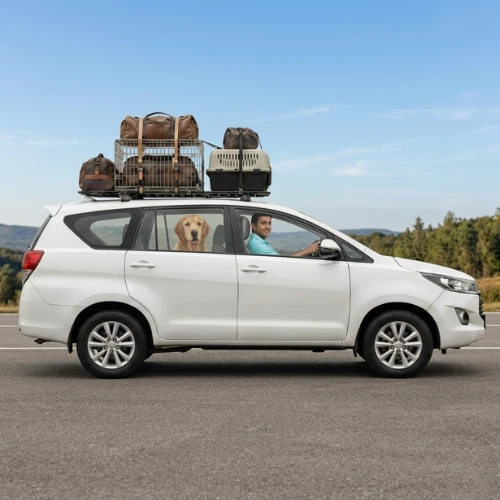 Happy dog travelling with MoveMyPet